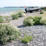 Strandkaal-i-blomst